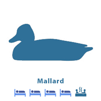 Mallard