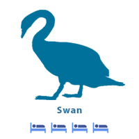 Swan