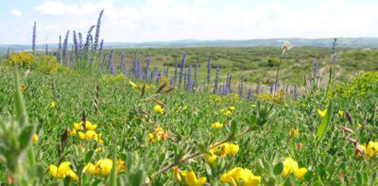 Saunton Sands Farm Holiday Cottages